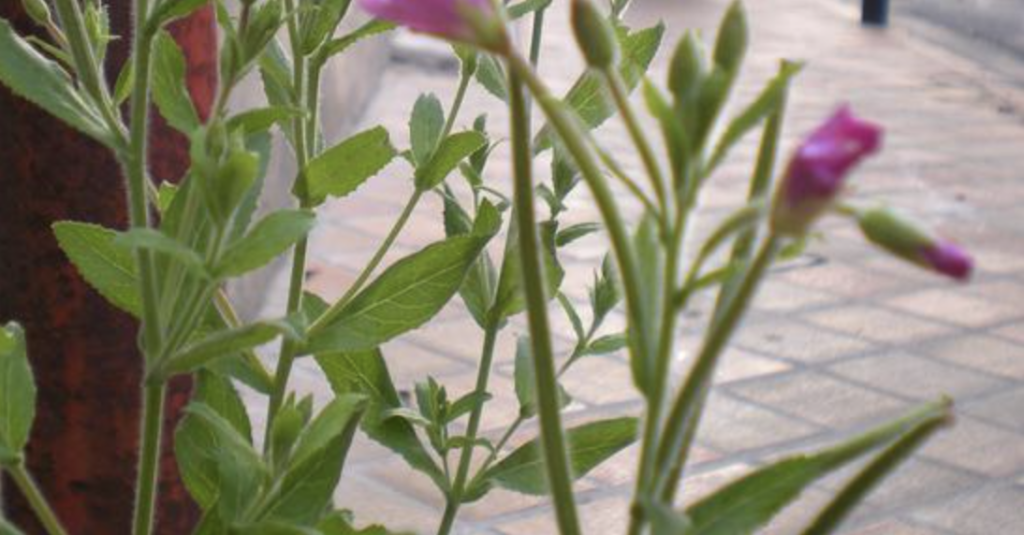 © De nombreuses variétés de plantes seront disponibles pour rendre votre façade fleurie - Mairie de Bordeaux