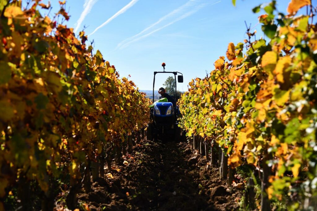 © La qualité des récoltes et du travail effectué est sous-évalué par le classement selon les vignerons - Château Angélus/Facebook