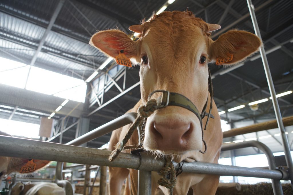 © Le Salon de l'Agriculture se déroulera du 21 au 29 mai et met à l'honneur les bovins de notre région - Salon de l'Agriculture de Nouvelle-Aquitaine