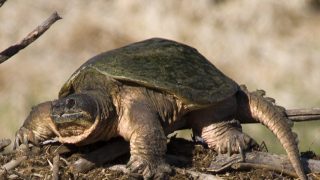 La mairie de Carcans met en garde contre des attaques de tortues carnivores !