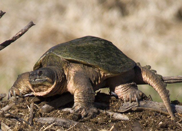 © Les tortues serpentines sont une espèce carnivore qui menacent l'écosystème de Carcans - Wikipédia