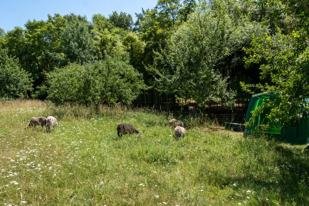 © La gestion du parc de Bourran sera plus écologique et durable grâce à l'écopâturage - Mairie de Mérignac