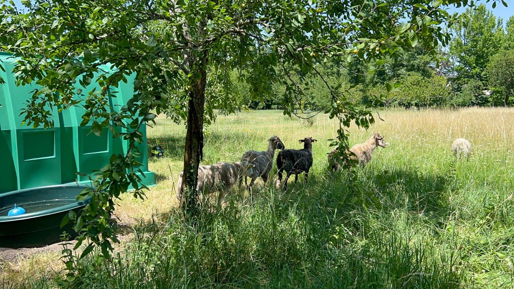 © Une barrière délimitant la zone a été installé pour définir l'espace d'entretien des moutons - Mairie de Mérignac