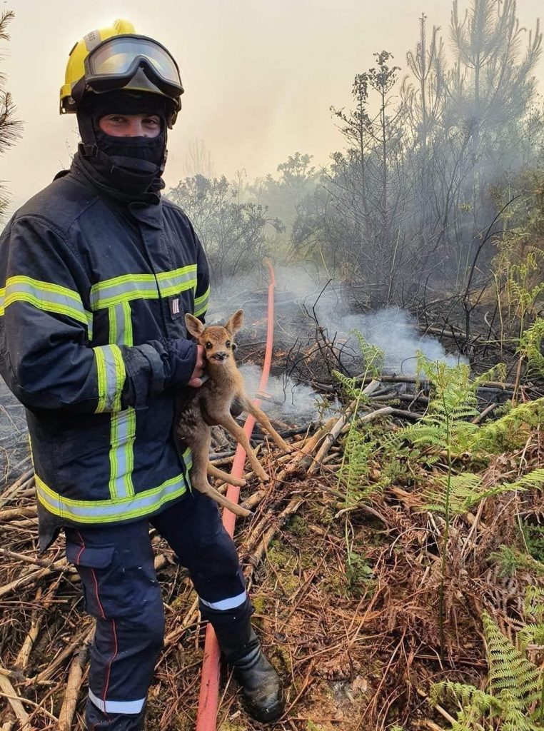 © Des héros apparaissent tous les jours quand ils combattent les flammes - SDIS 33