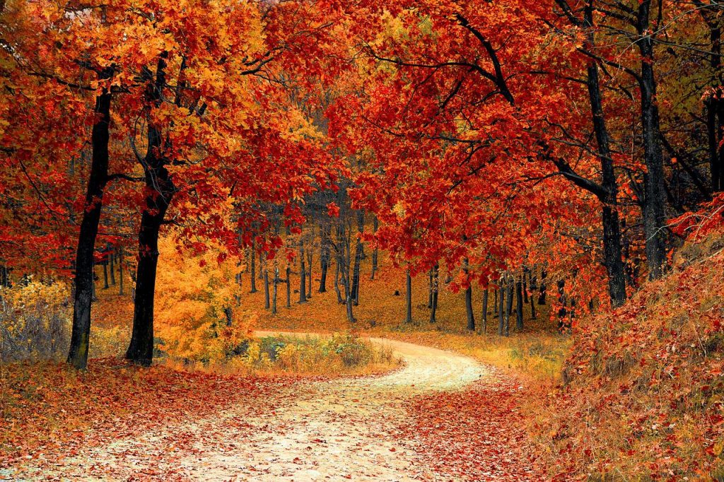 © À Bordeaux le faux automne est déjà présent - Pixabay (photo illustration)