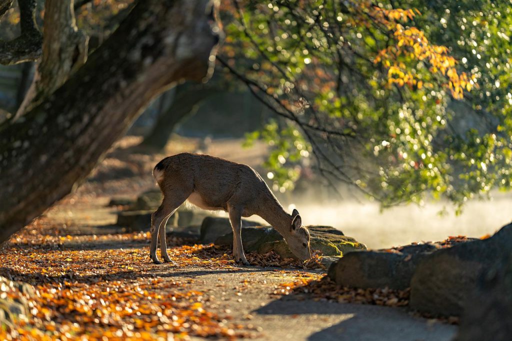 © Avec ce faux automne les animaux risquent de ne pas pouvoir se nourrir suffisamment pour l'hiver - Pixabay