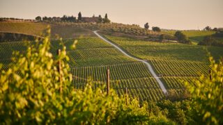 Vignoble bordelais : les vignes manquent d’azote et de fer