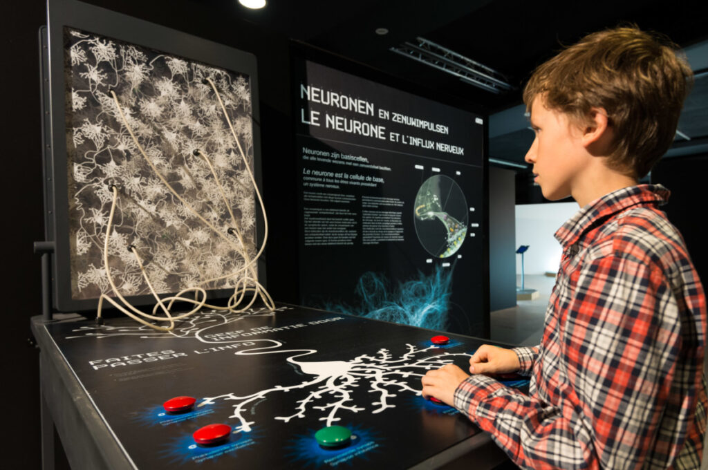 Cervorama Découvrez les secrets des cerveaux chez Cap Sciences