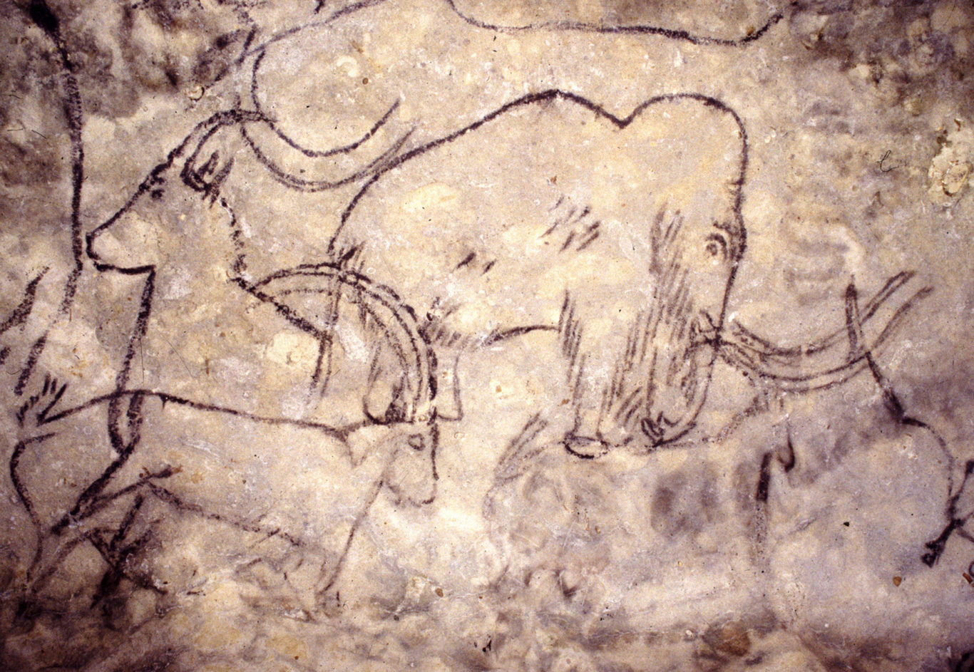 Grotte des Combarelles : quand la préhistoire s'écrit sur la pierre de  Nouvelle Aquitaine
