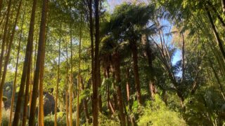 Le Jardin de Planbuisson : un paradis de bambous en Dordogne