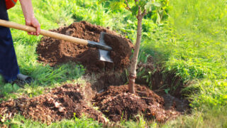 Une ville de Gironde distribue 350 arbres gratuitement pour verdir la ville