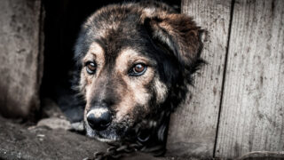 Gironde : la Ville de Pessac primée pour sa lutte exemplaire contre la maltraitance animale