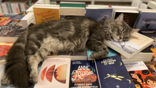 Une librairie où les chats se promènent entre les livres ouvrira au printemps à Bordeaux