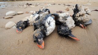 Gironde : après la tempête Nils, des centaines d’oiseaux morts sur le bassin d’Arcachon