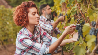 Quinzaine des métiers de la vigne et du vin : la Gironde met à l&rsquo;honneur le secteur viticole