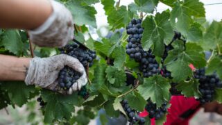 Gironde : Oenoledge mise sur les levures pour adapter le vin au changement climatique