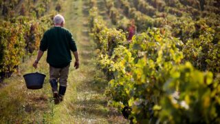 Vins de Bordeaux : explosion des faillites sans précédent