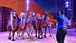 Bordeaux : le cirque Zavatta s’installe sans autorisation et déclenche une vive polémique