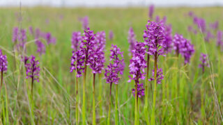 Gironde : une journée nature pour t’émerveiller au cœur des orchidées sauvages