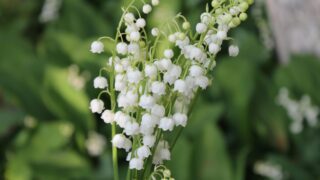 Gironde : malgré la chaleur, ton muguet devrait bien tenir jusqu’au 1er mai