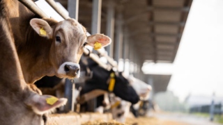 Un nouveau soutien financier pour sauver la filière bovine en Nouvelle Aquitaine