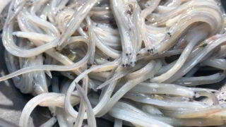 Gironde : ce minuscule poisson vaut une fortune et alimente un trafic mondial