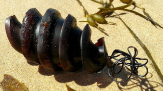 Sur les plages de Nouvelle Aquitaine, ces étranges capsules sont en réalité des œufs de requins