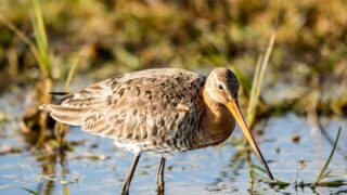 Gironde : immersion au cœur du marais d’Olives et de sa biodiversité
