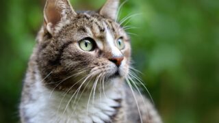 Animou : l’application bordelaise qui veut révolutionner la recherche d’animaux perdus