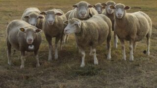 La Fête des Moutonniers fait son grand retour en Gironde