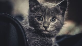 Miaou ! : l’exposition événement sur les chats arrive au Muséum de Bordeaux