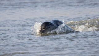 Gironde : la naissance d’un phoque oblige les bateaux à modifier leur navigation