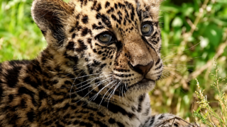 Deux adorables bébés jaguars font leurs premiers pas au Zoo de Bordeaux Pessac