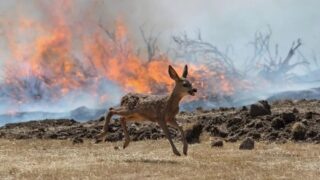 Incendies en Gironde : une cellule de crise déployée pour secourir les animaux