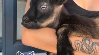 Gironde et Biscarrosse : Wany The Pooh recense les animaux touchés par les incendies