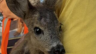 Incendies en Gironde : un jeune chevreuil secouru au Porge