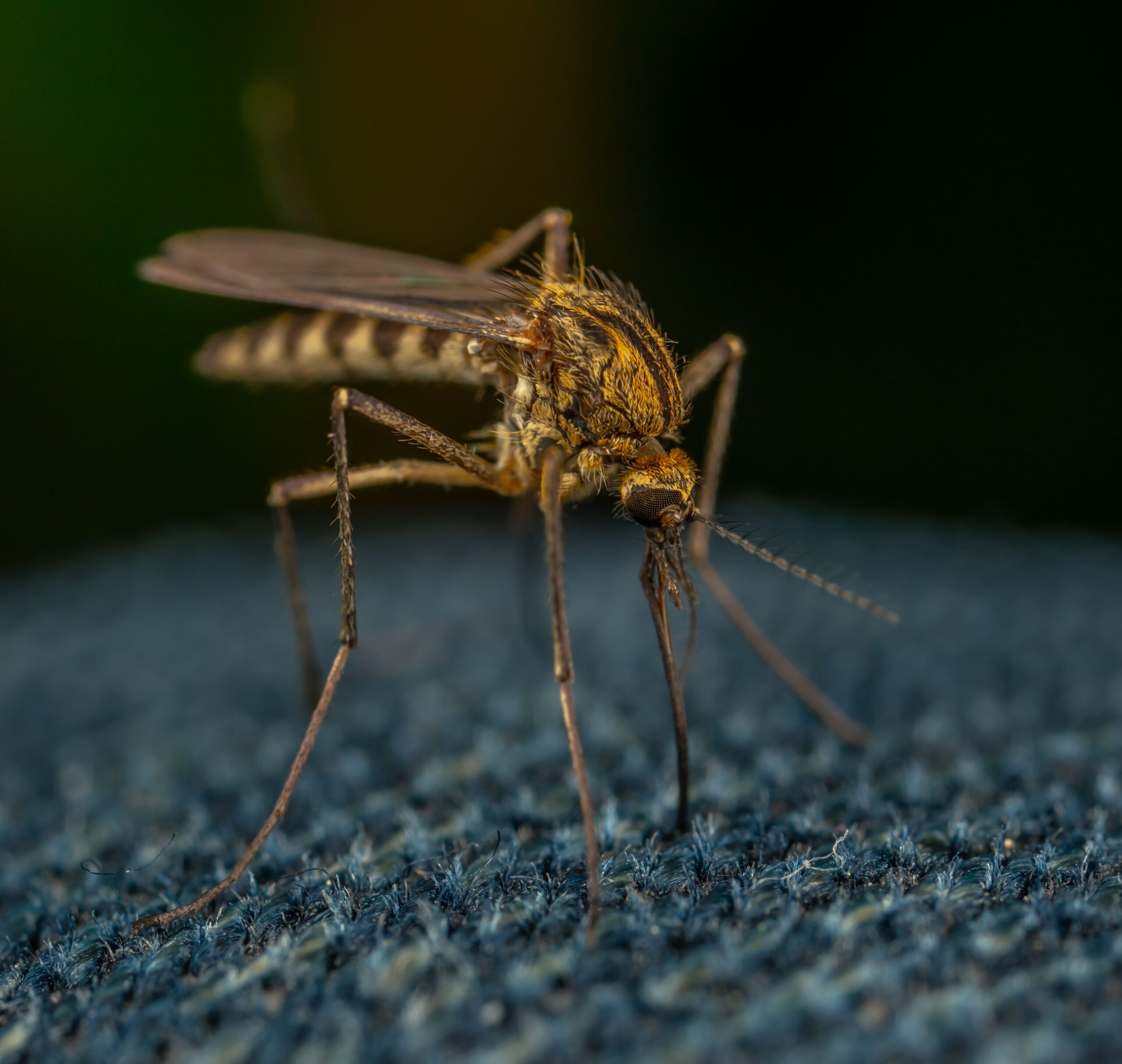 Moustique en macro pour illustrer la lutte contre les gîtes larvaires