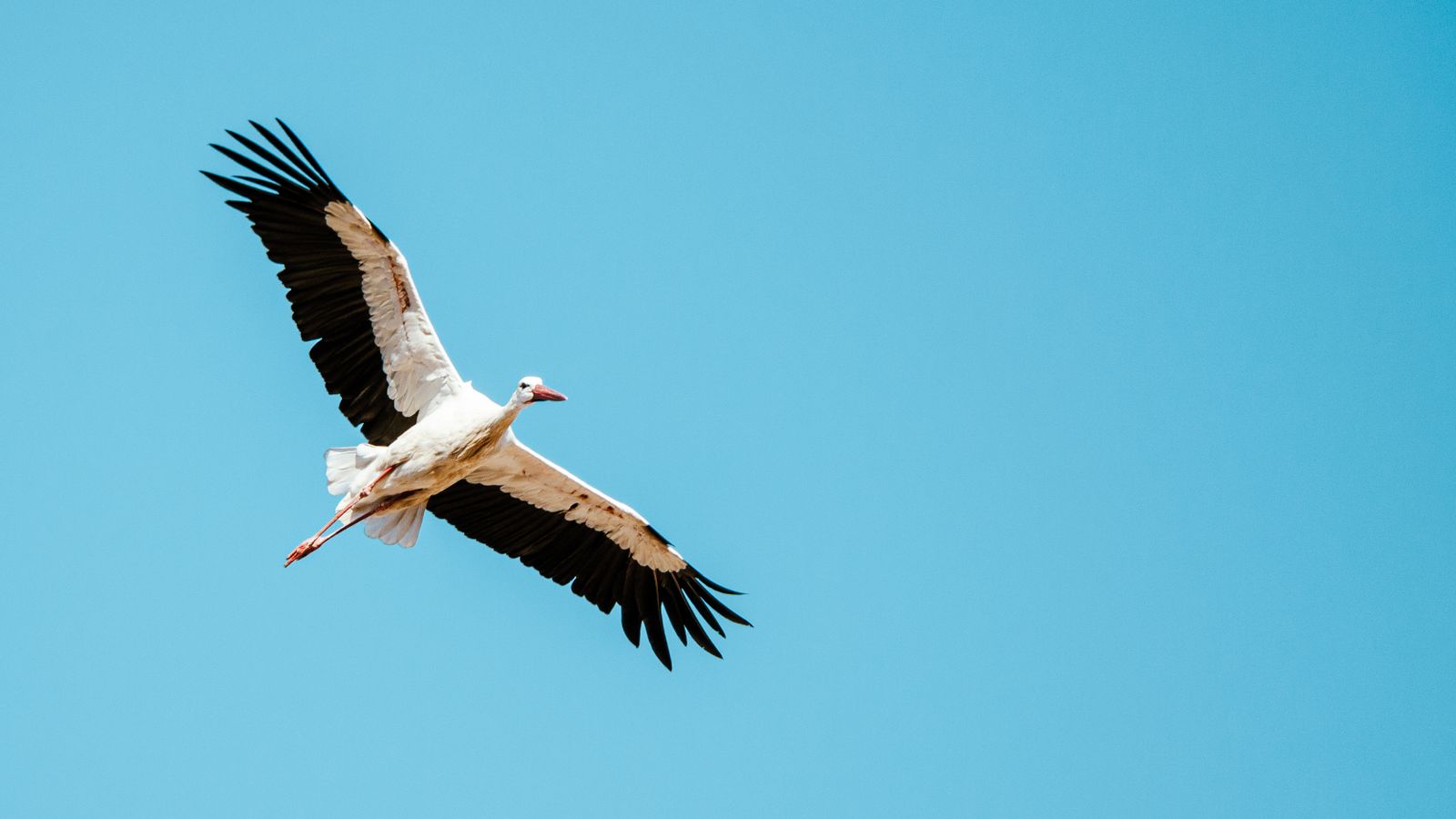 Cigogne blanche en vol dans un ciel dégagé