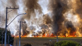 Incendie de Gironde : les agriculteurs ont jusqu’au 28 août pour déclarer leurs pertes