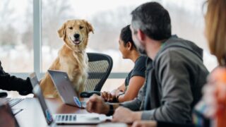 Bordeaux : les entreprises « dog friendly » séduisent de plus en plus les salariés