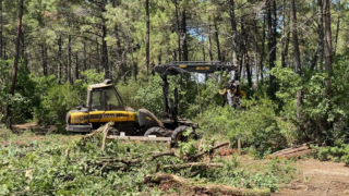 Incendie en Gironde : pourquoi les pompiers abattent des arbres pour stopper les flammes
