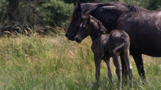 Marais de Bruges : une réserve naturelle dépaysante à deux pas de Bordeaux