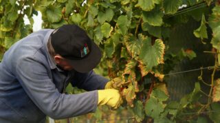 Bordeaux : chaleur, maturité des raisins, les vendanges pourraient débuter plus tôt