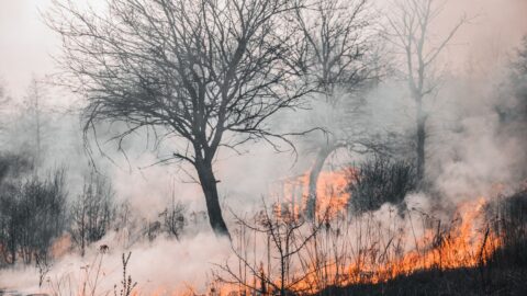 Un incendie de forêt enveloppé d’une épaisse fumée