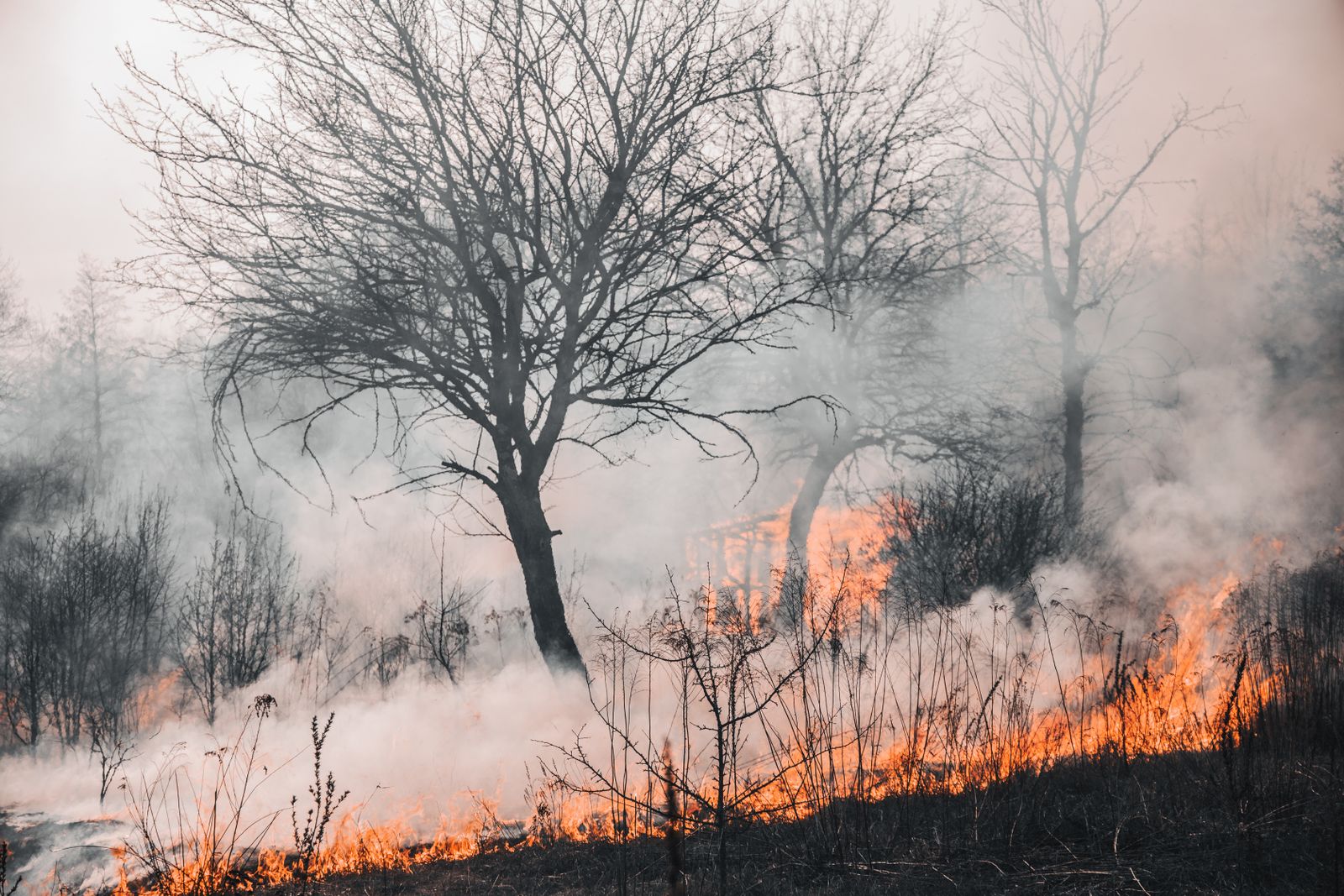 Un incendie de forêt enveloppé d’une épaisse fumée