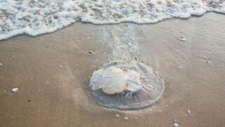 Méduses sur les plages de Nouvelle Aquitaine : les bons réflexes à connaître