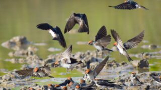 Gironde : la canicule met en détresse des centaines d&rsquo;animaux sauvages
