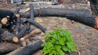 Après l’incendie, la vie reprend au camping Aux Couleurs du Ferret