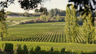 Les châteaux de Castillon Côtes de Bordeaux ouvrent leurs portes les 5 et 6 septembre