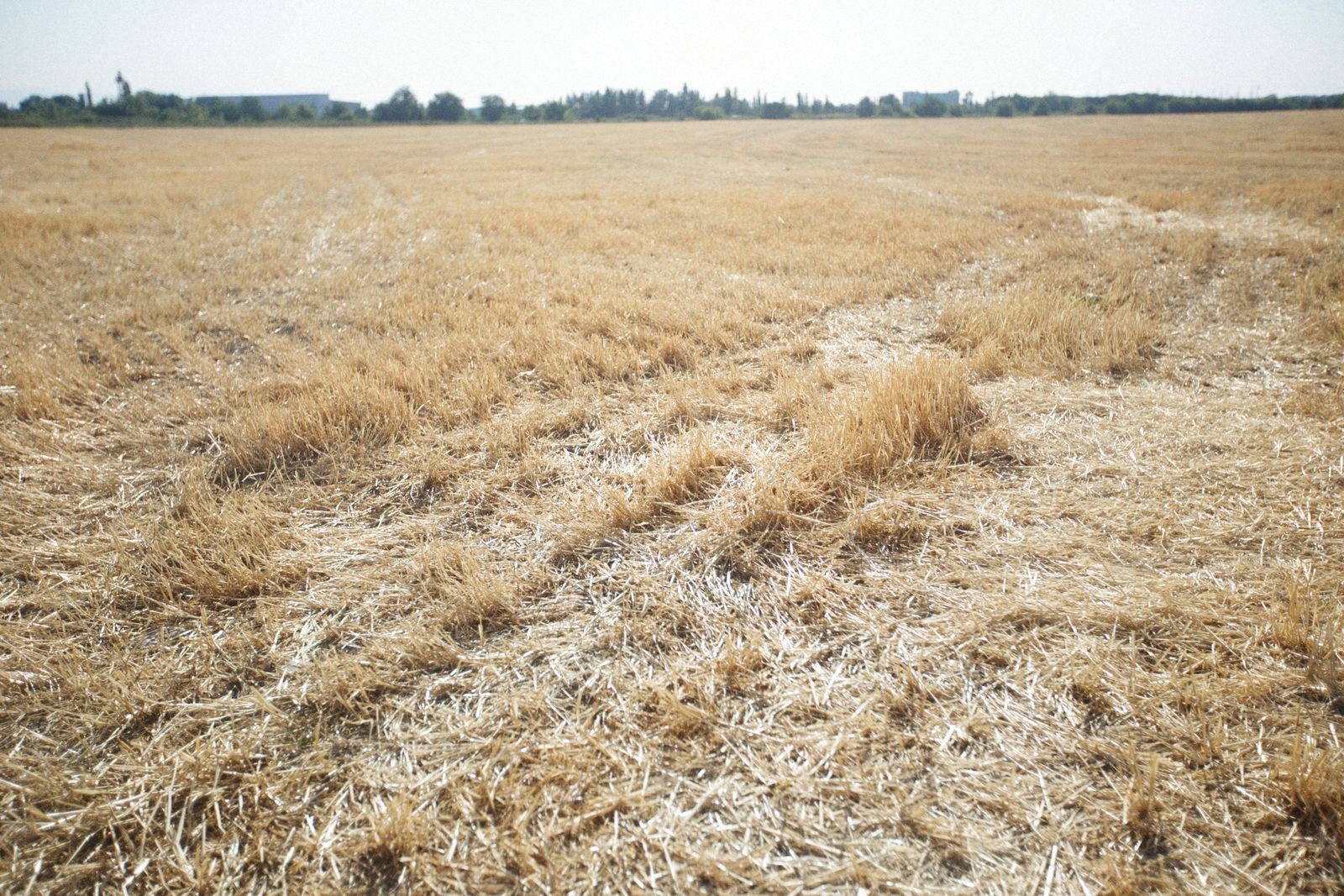 Un champ d’herbes sèches sous un ciel bleu en période de canicule